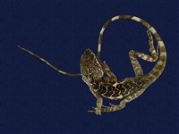 藏品(斯文豪氏攀蜥)的圖片